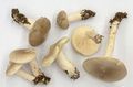 Hygrophorus agathosmus